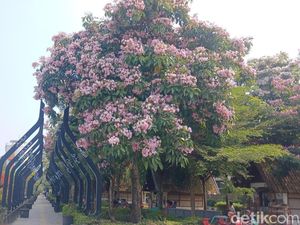 Kala Tabebuya Mengubah Wajah Cianjur Bak Negeri Sakura