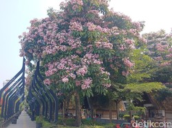 Kala Tabebuya Mengubah Wajah Cianjur Bak Negeri Sakura