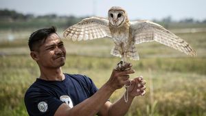 Burung Hantu Jadi Andalan Petani Semarang Kendalikan Hama Tikus