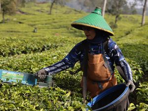 Dana Bergulir LPDB Perkuat Bisnis Pusat Koperasi Karyawan PTPN VIII