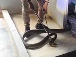 Hiii! King Cobra Jumbo Nangkring di Atap Kamar Mandi Warga Purworejo