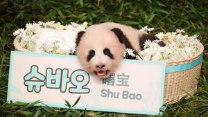 Genap 100 Hari, Anak Panda Shu Bao Jadi Bintang Baru di Everland Korea Selatan