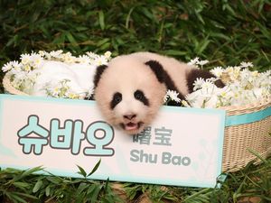 Video: Kenalin Shu Bao, Bayi Panda Everland yang Bikin Gemas