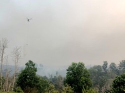 Karhutla Jambi Meluas, KKI Warsi: Lahan Bekas Terbakar Harus Dipantau