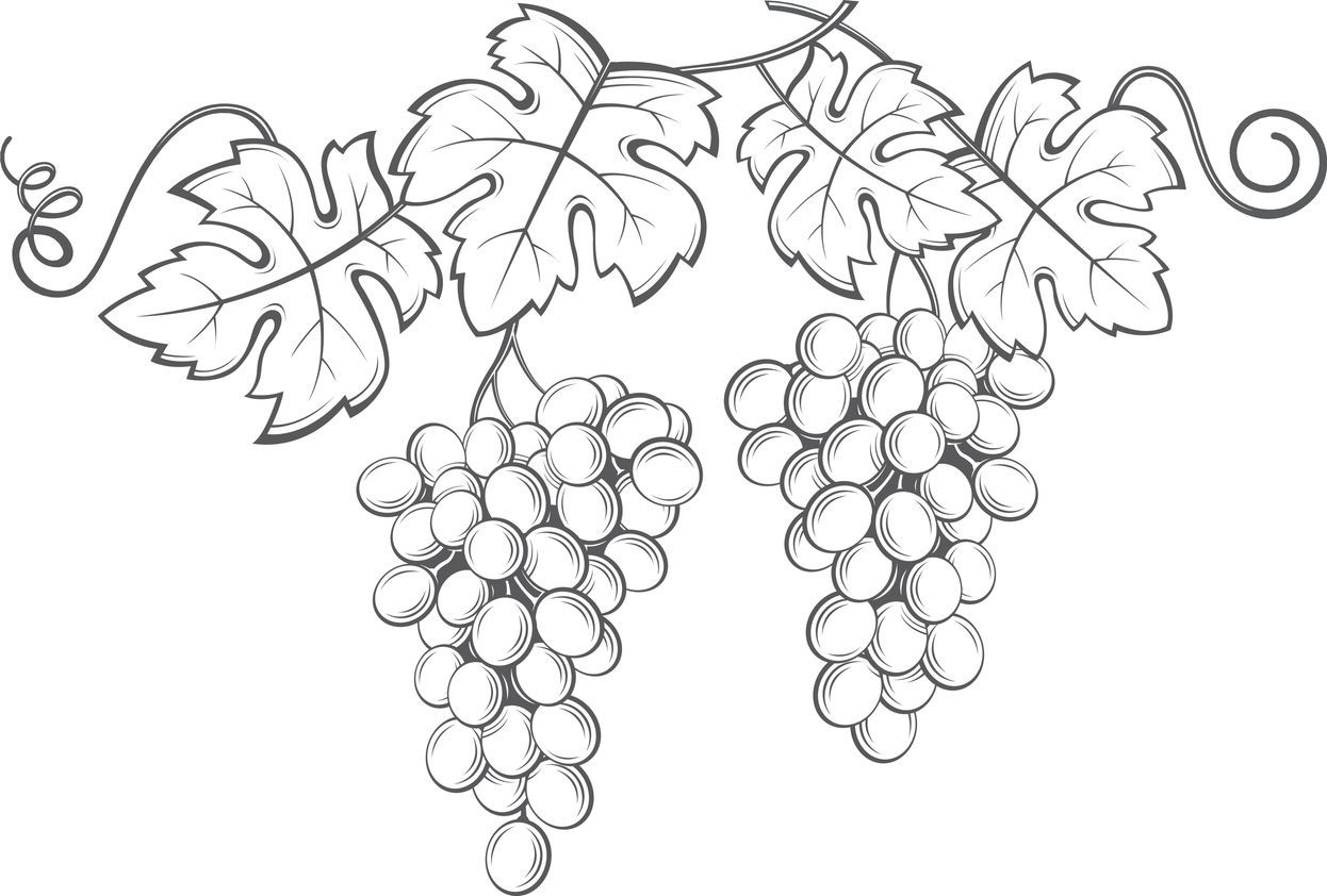 Ilustrasi Lembar Gambar Buah