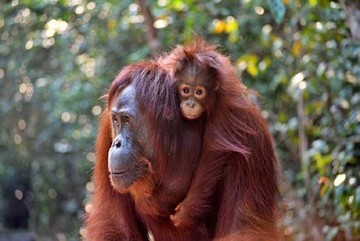Bukan Hanya Manusia, Induk Orang Utan Rela Tempuh Jarak Jauh demi Anak Bisa Main