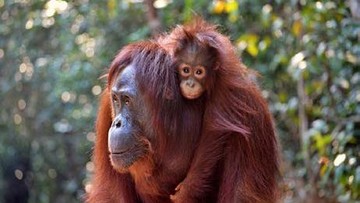 Ancaman Karhutla di Kotawaringin Barat Kepung Habitat Orang Utan Tanjung Puting