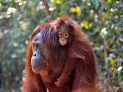 Karhutla Kobar Kepung Habitat Satwa, 6 Orang Utan Dievakuasi