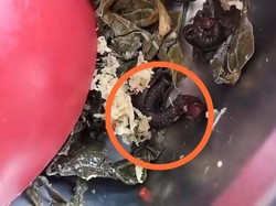 Viral Kaki Seribu Ditemukan Dalam Lauk Menu MBG Ibu Hamil di Pasangkayu