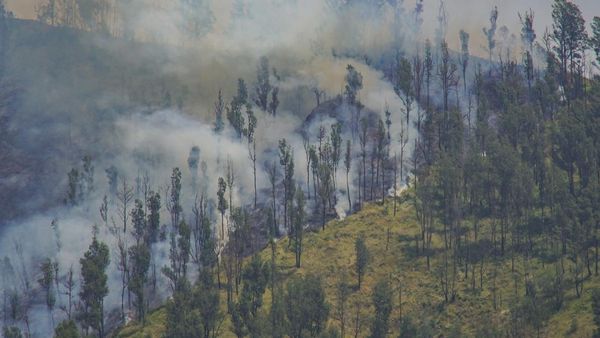 Kebakaran TNBTS, Akses Wisata Bromo dari Jemplang Ditutup