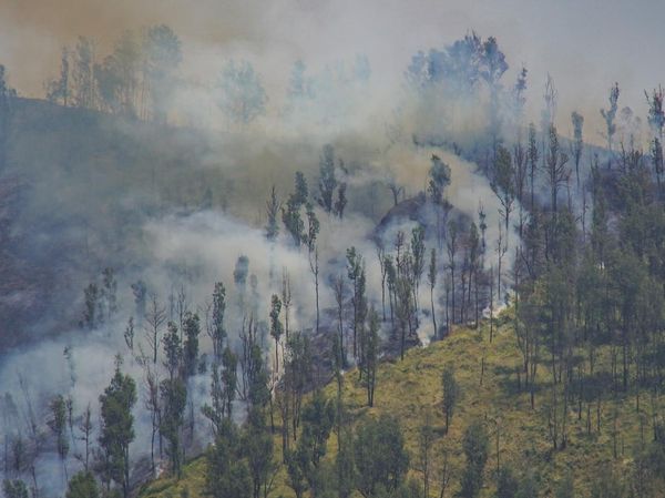 Kebakaran TNBTS, Akses Wisata Bromo dari Jemplang Ditutup