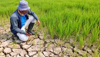 BMKG Peringatkan Kekeringan Metereologis, Jakarta-Jabar Status Awas!