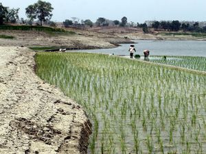 Menanam di Tepian Waduk yang Surut, Ikhtiar Petani Ngawi Hadapi Kemarau