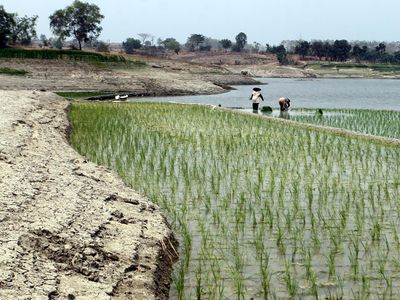 Menanam di Tepian Waduk yang Surut, Ikhtiar Petani Ngawi Hadapi Kemarau