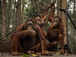 Video: Sederet Fakta Bayi Orang Utan Terdampar di India, Diduga Asal Sumatra