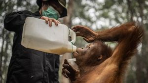 Menjaga Kesehatan Orang Utan di Tengah Kepungan Kabut Asap Karhutla