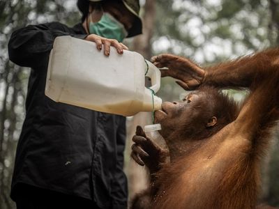 Menjaga Kesehatan Orang Utan di Tengah Kepungan Kabut Asap Karhutla