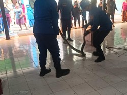 Ngeri! Ular Sanca 4 Meter Sembunyi di Plafon Kantin SD Cirebon