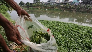 Saat Kemarau, Kangkung Liar BKB Jadi Pakan Bebek