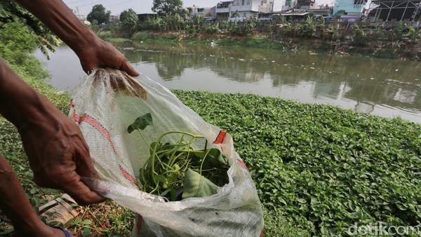 Saat Kemarau, Kangkung Liar BKB Jadi Pakan Bebek