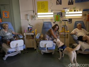 Berkenalan dengan Dylan, Anjing Terapi yang Temani Pasien Kanker