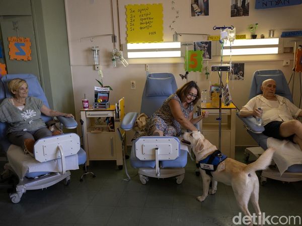 Berkenalan dengan Dylan, Anjing Terapi yang Temani Pasien Kanker