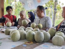 Agrowisata Melon Pangandaran, Panen Cuan dari Medsos