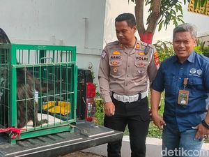 Kondisi Membaik, Surili Korban Kecelakaan di Cianjur Direhabilitasi
