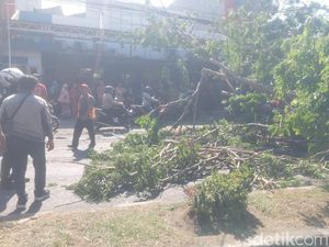 Pohon Diameter 75 Cm Tumbang di Raya Tebel Sidoarjo Lukai 2 Pemotor
