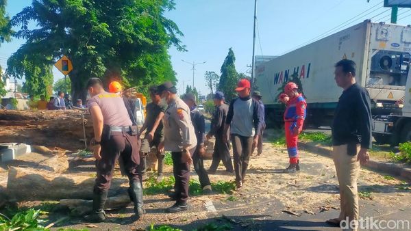 Potret Petugas Evakuasi Pohon Tumbang di Tengah Angin Kencang Sidoarjo