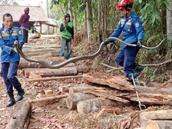 Sembunyi di Kayu Lapuk, 2 King Kobra Teror Pekerja Pabrik Ciamis
