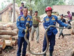 Kata Animal Lover Ciamis soal Teror Ular Masuk Rumah Saat Kemarau