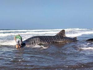 Mamalia Laut Raksasa Terdampar di Perairan Pengeragoan Jembrana