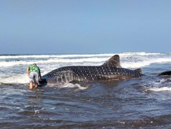 Mamalia Laut Raksasa Terdampar di Perairan Pengeragoan Jembrana