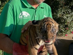 Populasi Harimau Sumatera Tersisa 600 Ekor, 3 Anak Lahir di Yunani