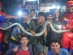 Panik Ular Piton Berkeliaran di Permukiman, Warga Bogor Panggil Damkar