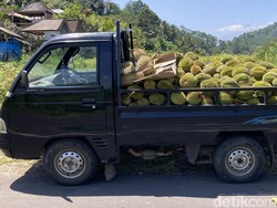 Berburu Durian Jatuhan di Desa Selisihan Klungkung