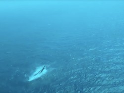 Pasukan Katak hingga Drone Laut Cari 129 Korban Kapal Virgo di Bawah Air