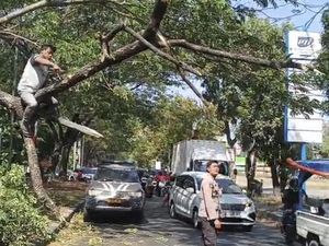 Ranting Pohon Patah Timpa Pemotor di Jalan Juanda Sidoarjo, 1 Orang Luka
