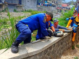 Geger Ular Sanca Batik Jumbo Muncul di Bawah Jembatan Pasar Palabuhanratu