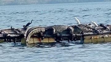 Heboh Kemunculan Buaya di Pantai Flores Timur, Warga Diminta Tak Melaut