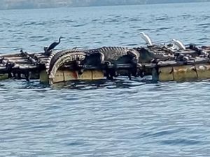 Heboh Kemunculan Buaya di Pantai Flores Timur, Warga Diminta Tak Melaut