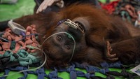 Karhutla Lukai Orang Utan Mama Penja, Kaki Terbakar & Badan Kurus