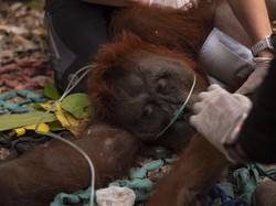 4 Tahun Dilepasliarkan, Kumbang si Orang Utan Dievakuasi Lagi gegara Karhutla