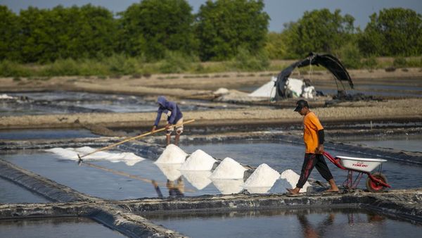 Panen Garam Indramayu di Tengah Target Swasembada Garam