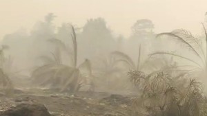 Sawit Baru Seminggu Ditanam Ikut Ludes, Karhutla Kobar Merambat ke KM 18