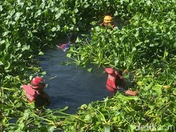 Lansia Tewas Tenggelam di Kanal Makassar Dipenuhi Eceng Gondok