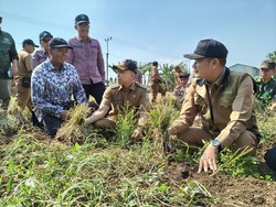Lamongan Panen Padi 12,5 Ton/Ha dan Bawang Merah, Ini Strateginya