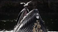 Foto Jawara European Photography Awards 2026 Bikin Susah Berkedip