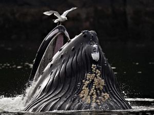 Foto Jawara European Photography Awards 2026 Bikin Susah Berkedip